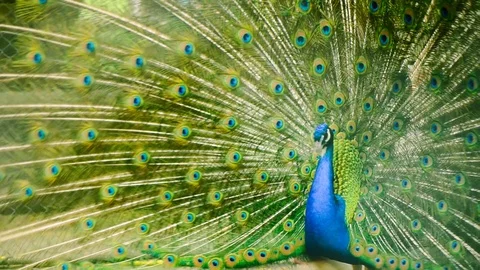 Multicolor tail of peacock Stock Footage 113678754