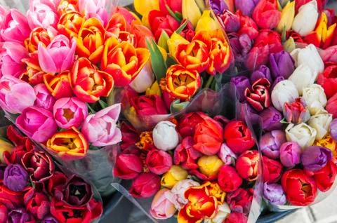 Multicolor tulips bouquets background Foto stock