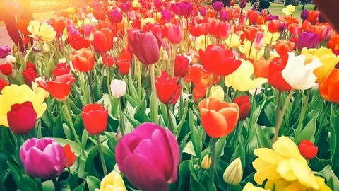 Multicolor tulips. Nature background with flower bed Vidéo 85649352
