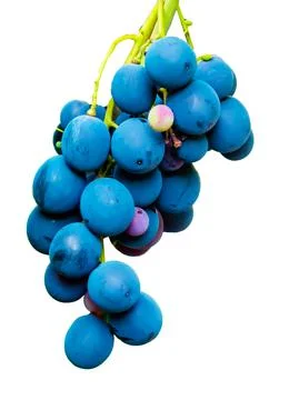 Multicolor wine grape. Copy space. Soft focus background Stock Photos