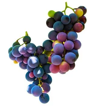 Multicolor wine grape. Copy space. Soft focus background Stock Photos