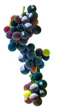 Multicolor wine grape. Copy space. Soft focus background Stock Photos
