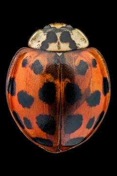 Multicolored Asian lady beetle Stock Photos