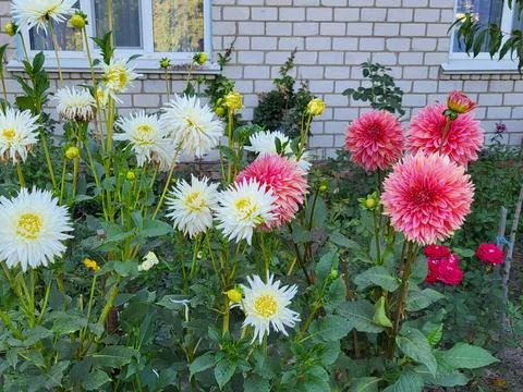 Multicolored asters in front of a house Stock Photos
