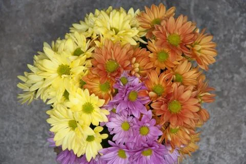 Multicolored Asters Stock Photos