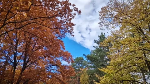 Multicolored autumn forest with different tree color contrast, split between oak Stock Footage 320171705
