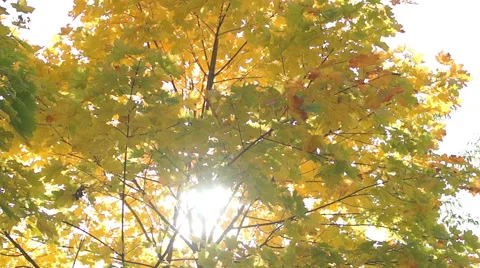 Multicolored autumn leaves of maple (1) Video stock 42126372