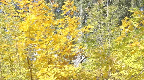 Multicolored autumn leaves of maple (10) Video stock 42126403