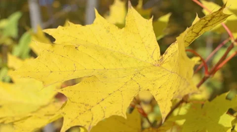 Multicolored autumn leaves of maple (11) Vidéo 42126368