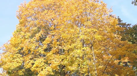 Multicolored autumn leaves of maple (2) Stockbeeldmateriaal 42126474