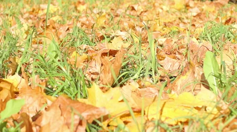 Multicolored autumn leaves of maple (3) Видео 42126493