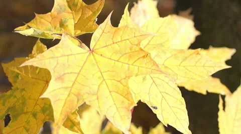 Multicolored autumn leaves of maple (4) Vidéo 42126439