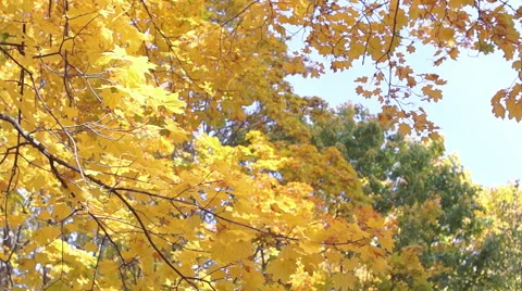 Multicolored autumn leaves of maple (5) Video stock 42126443