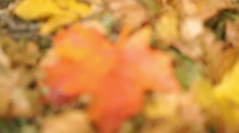 Multicolored autumn leaves of maple (8) Video stock 42126458