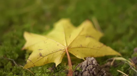 Multicolored autumn leaves of maple (9) Stockbeeldmateriaal 42126456