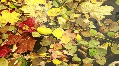  Multicolored autumn leaves on the water surface. Stock Footage 80912925