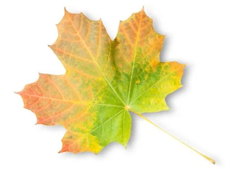 Multicolored autumn maple leaf Stock Photos