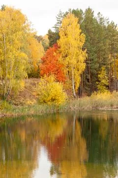 Multicolored autumn trees are reflected in the water surface of the lake Stock Photos