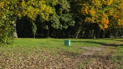 Multicolored autumn trees Stock Footage 82947189