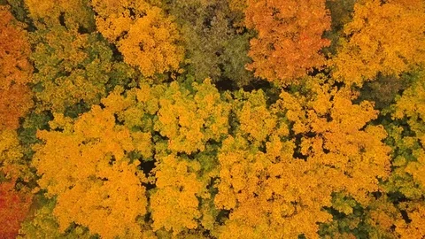 Multicolored autumn trees. Top down view. Aerial Stock-Footage 112763885