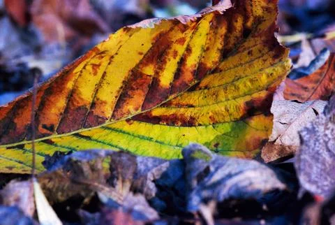Multicolored autumnal leaf Stock Photos