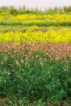 Multicolored background with field herbs Stock Photos