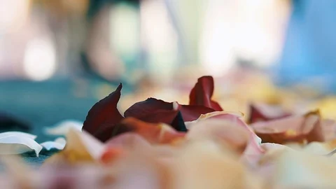 Multicolored background for love text (Rose petals fly down) Stock Footage 127599925