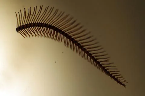 Multicolored background Stock Photos