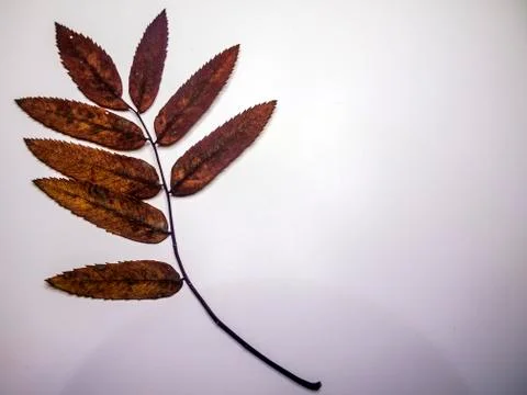 Multicolored background Stock Photos