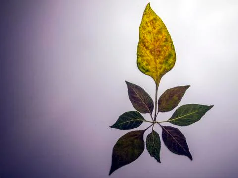 Multicolored background Stock Photos