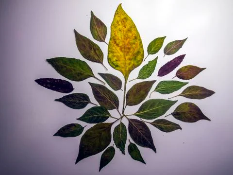 Multicolored background Stock Photos