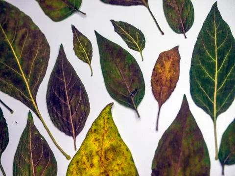 Multicolored background Stock Photos