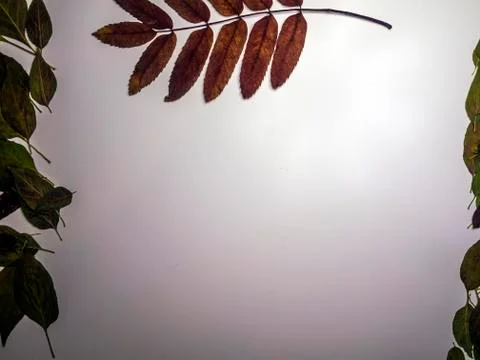 Multicolored background Stock Photos