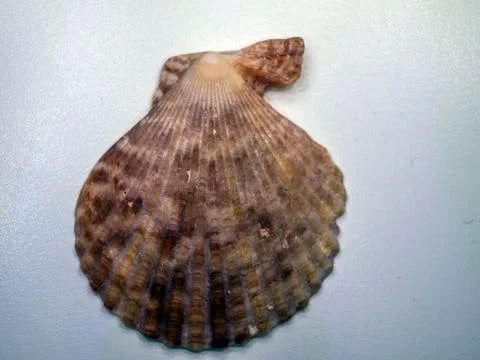 Multicolored background Stock Photos