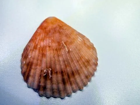 Multicolored background Stock Photos