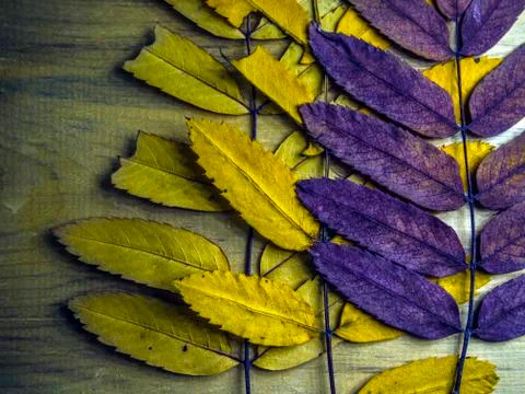 Multicolored background Stock Photos