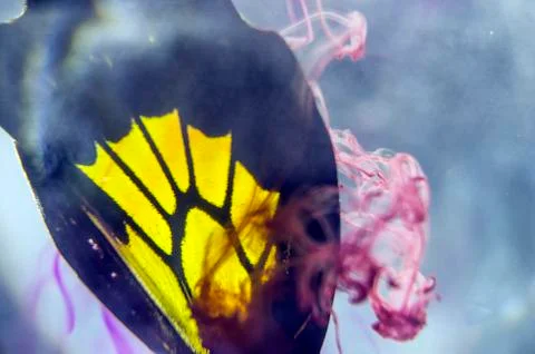 Multicolored background Stock Photos