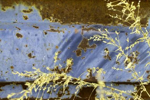 Multicolored background: rusty metal surface with blue paint flaking and Stock Photos