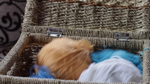 Multicolored balls of woolen threads for knitting fall into the knitter's basket Stock Footage 217807654