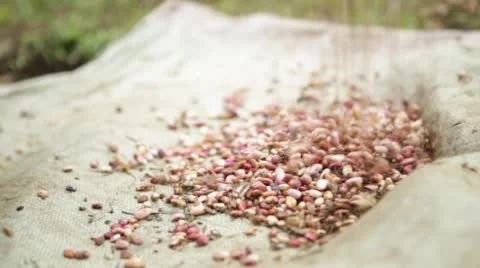 Multicolored beans falling on a grain sack Stock Footage 49396180