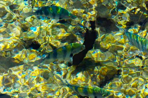 Multicolored beautiful red sea fish over the thickness of the water on a blur Foto stock