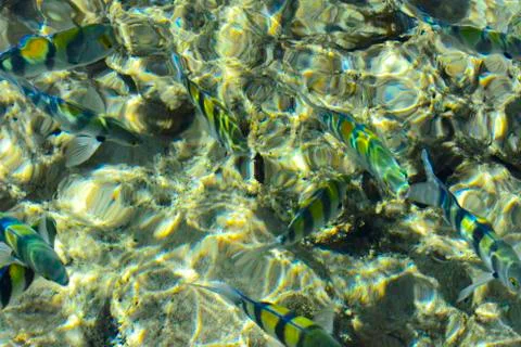 Multicolored beautiful red sea fish over the thickness of the water on a blur Stock Photos