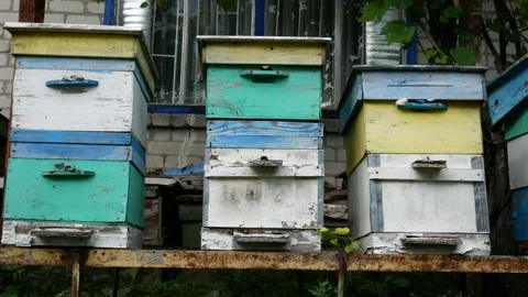 Multicolored beehives in the apiary Stock Footage 156587754