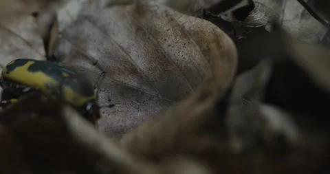 Multicolored beetle crawling on a brown leaf in search of food Video stock 265910342