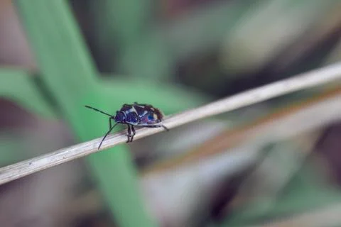Multicolored beetle on thin reed macro shot Foto stock