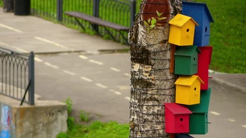 Multicolored birdhouses on birch tree Stock Footage 78614013