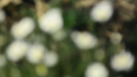 Multicolored blurred shimmering abstraction Stock-Footage 141191457