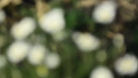 Multicolored blurred shimmering abstraction Stock-Footage 141191483
