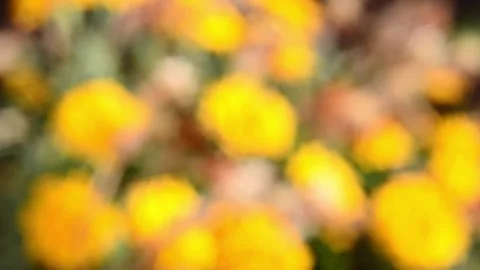 Multicolored blurred shimmering abstraction Stock-Footage 141216858