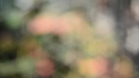 Multicolored blurred shimmering abstraction Vídeo Stock 141218983